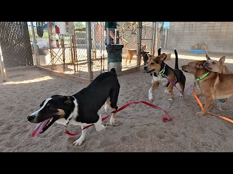 Dog TV Daycare #18