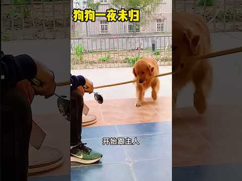 狗狗一夜未归，主人生气😠了 #搞笑 #影視解説 #科普 #影视聚焦 #感人壹幕