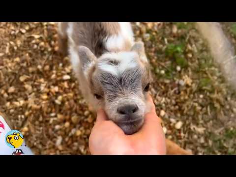 Baby Goat Raised By Dogs Finally Met His True Herd