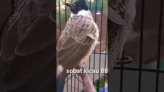 Download lagu Suara burung kutilang gacor full isian mp3 Download lagu Suara burung kutilang gacor full isian mp3