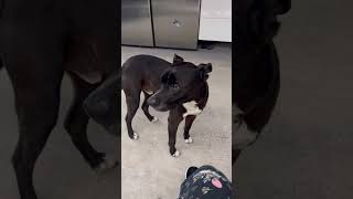 #australia #オーストラリア ＃犬#dog#いぬ