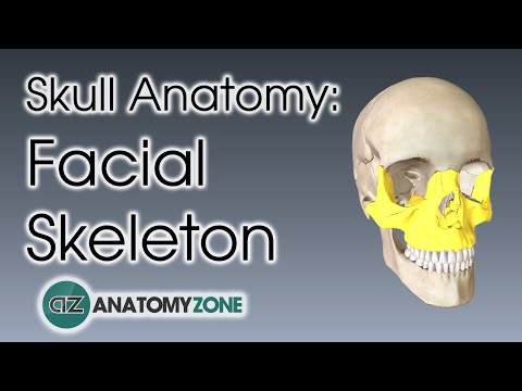 Facial Skeleton | Skull Anatomy