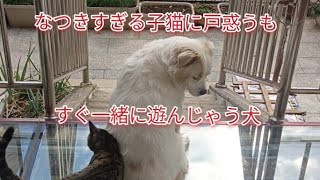 つきまとうのら猫を嫌がるもそのうちじゃれ合う犬 #いぬのきもち #犬と猫 #犬との暮らし