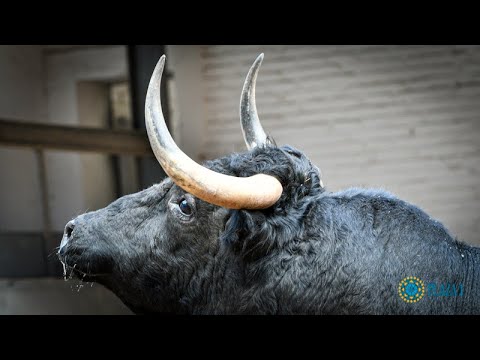 Toros Corrida Concurso de Ganaderías, 25 septiembre