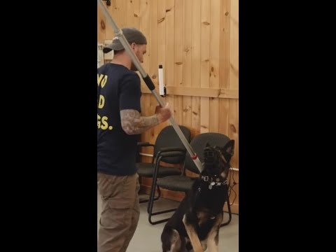 Aggressive dog training with a POWERFUL #gsd #DogTraining #dogtrainer #aggressivedog #germanshepher