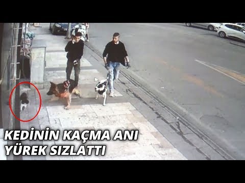 , title : 'Köpeğin kediye saldırısı kameraya böyle yansıdı'
