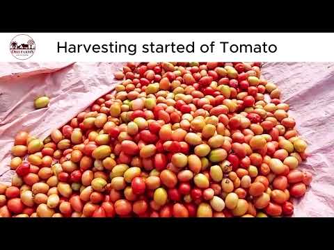 Bountiful Harvest: Tomato Harvesting in Full Swing! 🍅🌾 | A Farmer's Guide to a Successful Yield