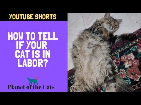 4 Ways To Tell Your Cat is in Labor