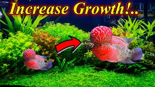 How To Increase Flowerhorn Growth In Simple Steps?.. Good Color And Large Size / Fish Aquarium Tamil