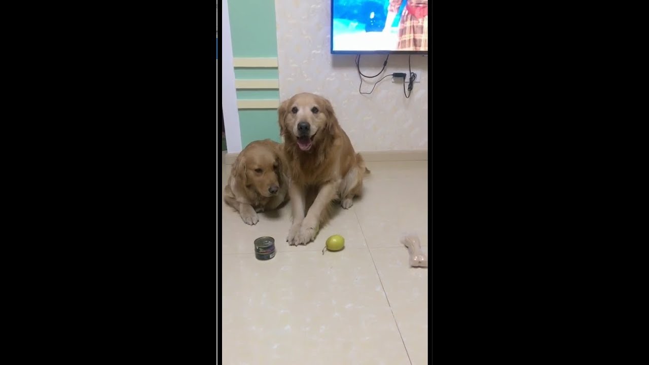 抖音搞笑狗狗金毛艾迪的快乐生活。。