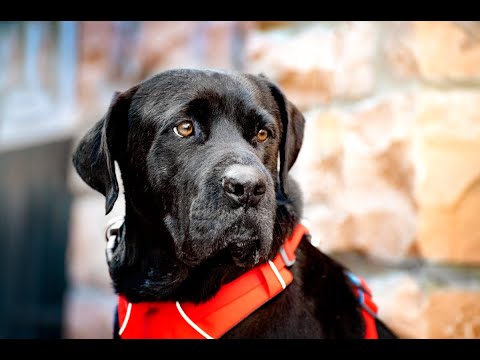 Bodhi - on hold, an adopted Black Labrador Retriever Mix in Boulder, CO_image-1