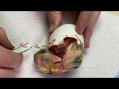 Ein Küken, das nicht schlüpft - wird es überleben? UNGLAUBLICH BERÜHREND! ACHTUNG, TaschentuchAlarm!