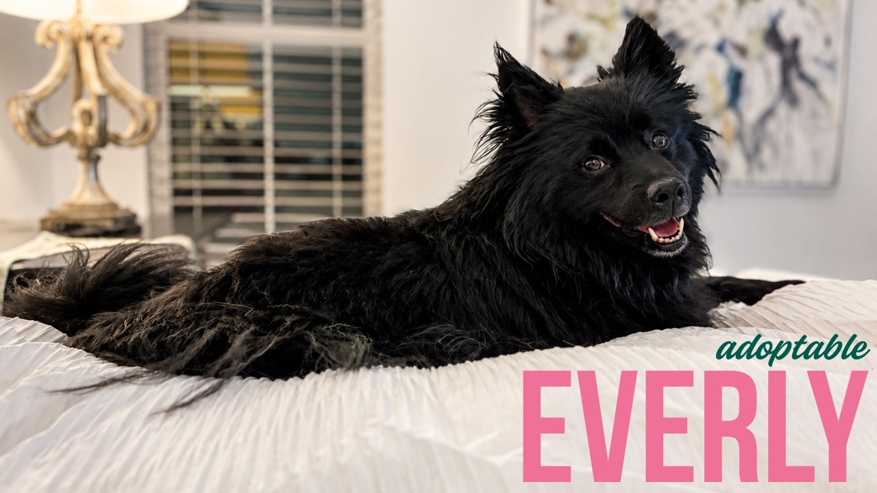 Enlarge Everly Buttercup Kisses, a Adoptable mixed breed in Friendswood, TX video 2/6