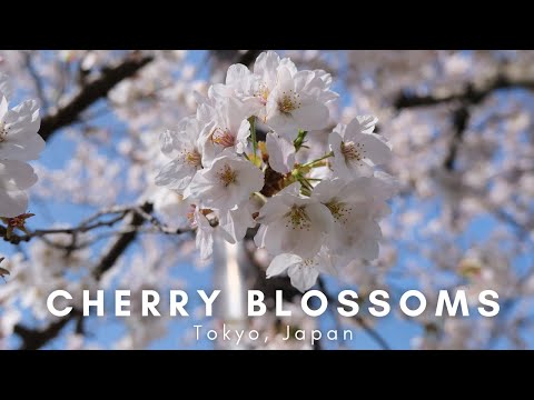 EXPLORE | Cherry Blossoms in Tokyo 4K | Sakura | Hanami | Spring in Japan
