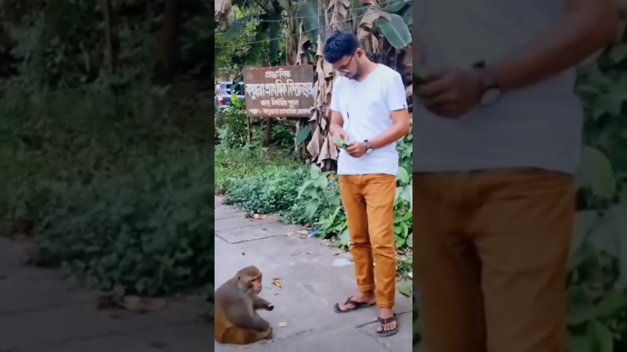 monkey feeding in font of me