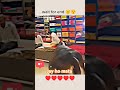 Gau Mata Sorts Gaumata Ytshorts Tendding ️