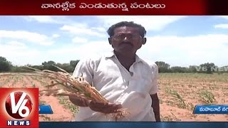 Farmers in Concern with Lack of Rains | Kharif Problems | Mahabubnagar - V6 News