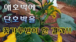 [텃밭농부.677]   단호박수꽃으로 수분작업한 애호박의 결과학인. #애호박재배 #애호박수분작업