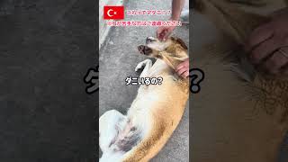 これってマダニ?※虫が苦手な方はご遠慮ください #トルコ #shorts #海外在住 #海外生活 #マダニ #野良犬 #kene