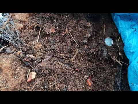 Jaka temperatura w pryzmie kompostowej w grudniu? Jak uzyskać w zimie szybki kompost do wiosny?