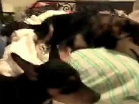 The real Seamus.....going in."swinging"