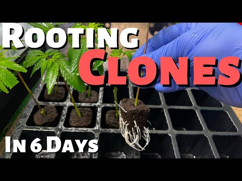 How I Rooted Clones of My Cannabis Plants in 6 Days (Step by Step)