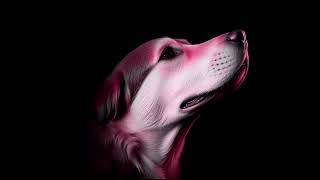 Screensaver - Dog Light - #screensaver #background #dog