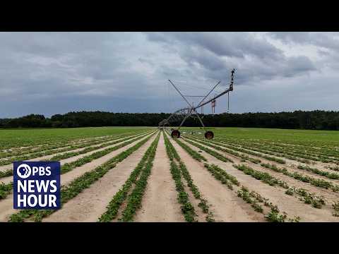 農民苦哈哈！氣候變遷讓天氣難預測，作物慘兮兮！ (Farmers struggle with crops as climate change makes weather less predictable)