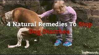 How To Stop Diarrhea In Dogs