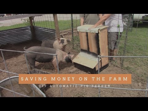 , title : 'How To Make A Automatic Pig Feeder!?! Saving Money Do It Yourself!?!'