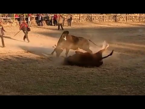 ia tur masi ba comedy palt ha mawkynring🤣🤣🤣🤣