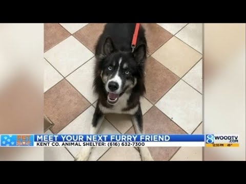 KCAS Pets of the Week: Bear and Cassie - YouTube