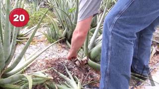 Aloe Vera Plant Care - Removing Pups and leaves