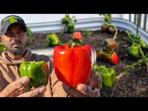Why Bell Peppers Are Growing Small ! Grow X-Large Peppers  #wintergarden #peppers #gardening #garden