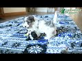 Yorkiepoo dogs for sale: Chocolate Crinkle - Video 1