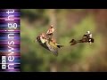 Woodpecker and weasel - a Newsnight spiked.