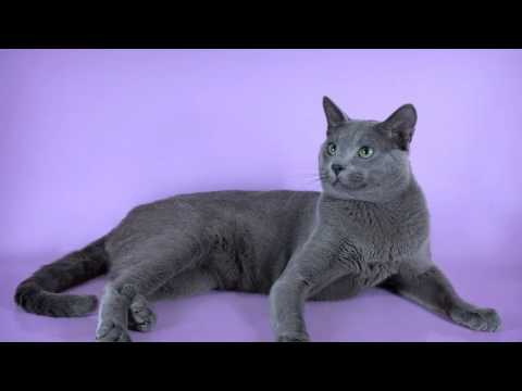 Pictures of my cat breed Russian Blue