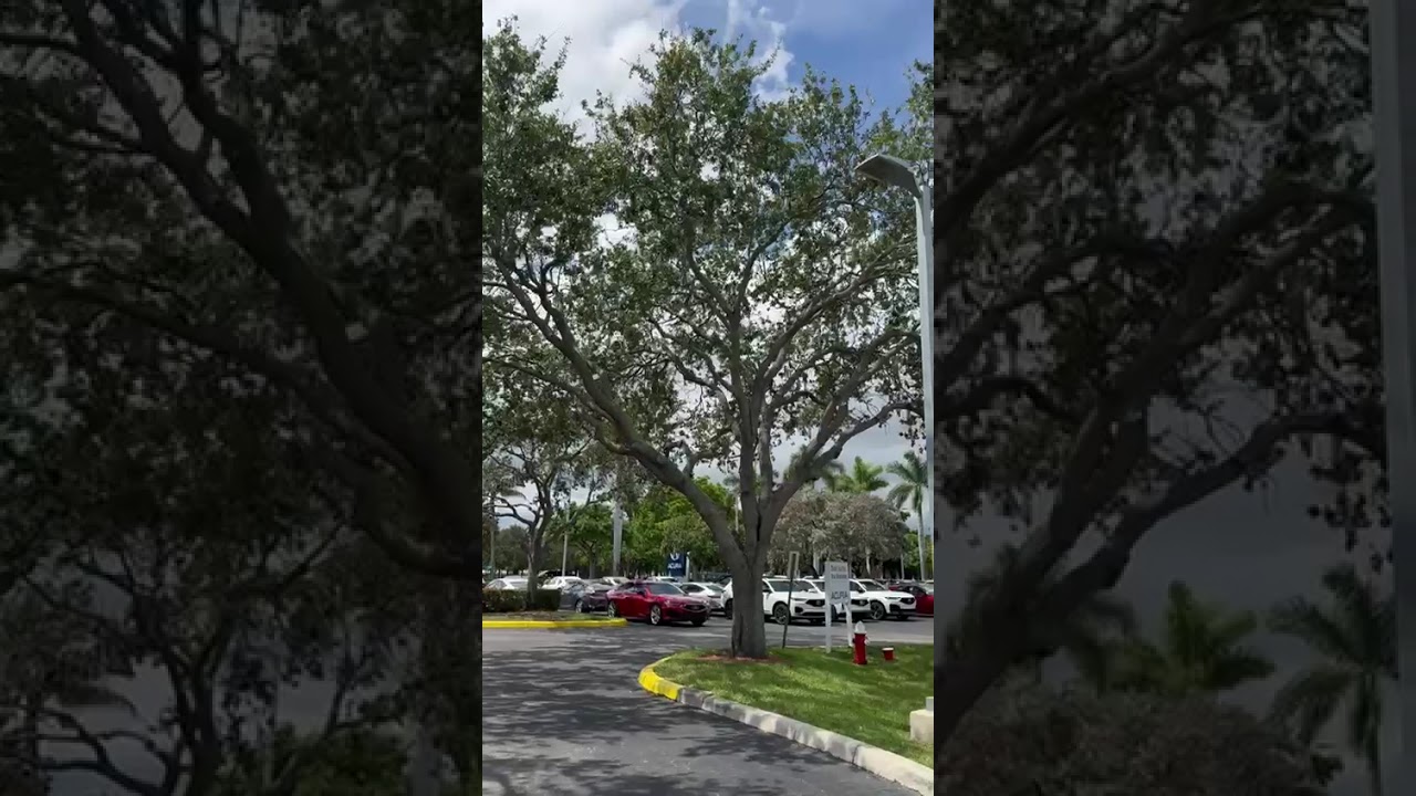 Tree Service of South Florida INC