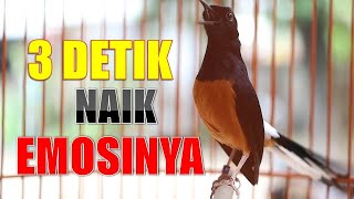 Download lagu PAGI HARI! PANCINGAN MURAI BATU 100% EFEKTIF NAIKIN EMOSI LAWAN AGAR TETAP GACOR DAN BONGKAR ISIAN mp3 Download lagu PAGI HARI! PANCINGAN MURAI BATU 100% EFEKTIF NAIKIN EMOSI LAWAN AGAR TETAP GACOR DAN BONGKAR ISIAN mp3