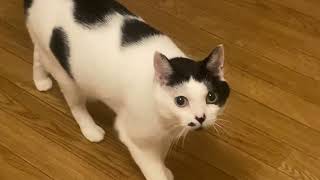 少し悪い顔して押し入れ探索するうめち