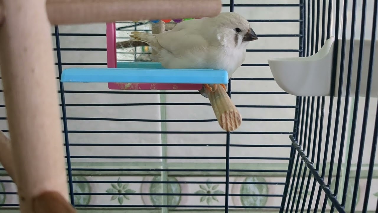 The true finches are small to medium-sized passerine birds in the family Fringillidae (Pixel 6a)