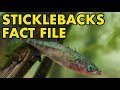 Stickleback: Fact File (British Wildlife Facts)