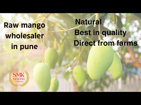 Raw mango , kacha aam , kairi