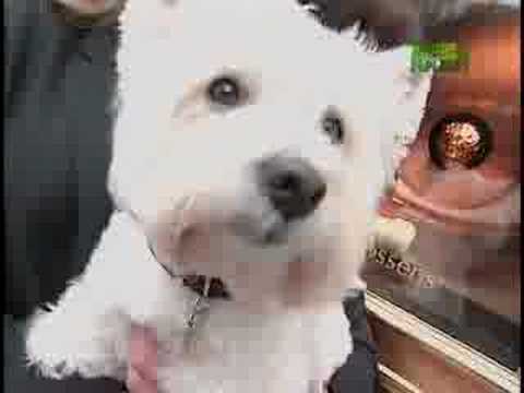 Breed All About It - West Highland White Terrier