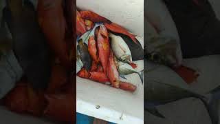 Download lagu Story WA Mancing Kerapu🎣🎣 mp3