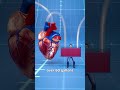 How Big Is A Blue Whale's Heart? 🤔