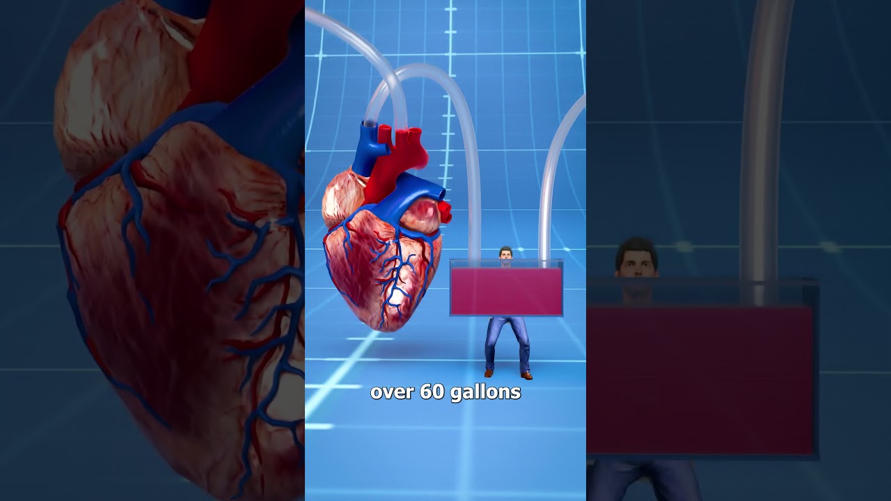 How Big Is A Blue Whale's Heart? 🤔