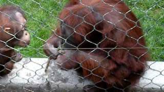 Smart Orangutan