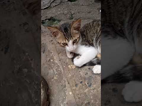 Mi gato le tiene selos al nuevo gato 🤣🤣🤣🤣🤣🤣🤣😂😂😂😂😂😂😂