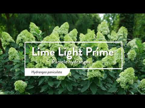 Lime Light Prime®